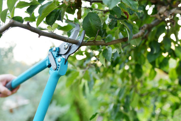 Dead Tree Removal in Weiser, ID